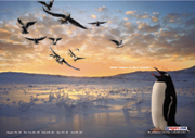 Flights.com - Pinguin
